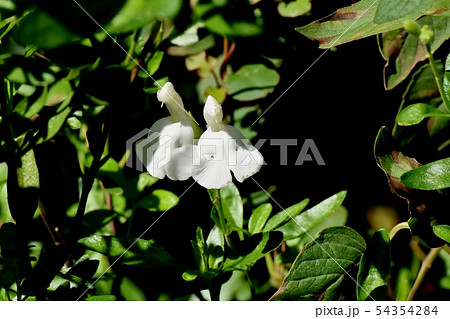 三鷹中原に咲く白いサルビアミクロフィラ 54354284
