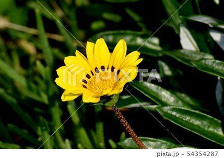 三鷹中原に咲く黄色いガザニア 三鷹中原に咲く黄色いガザニア 54354287