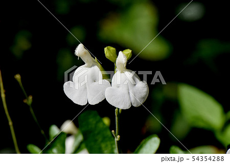 三鷹中原に咲く白いサルビアミクロフィラ 54354288