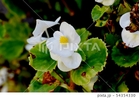 三鷹中原に咲く白いベゴニアの花 54354330