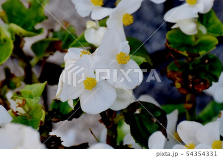 三鷹中原に咲く白いベゴニアの花 54354331