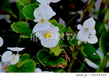 三鷹中原に咲く白いベゴニアの花 54354334