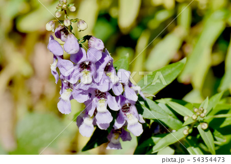 三鷹中原に咲く淡い紫色のアンゲロニア 54354473