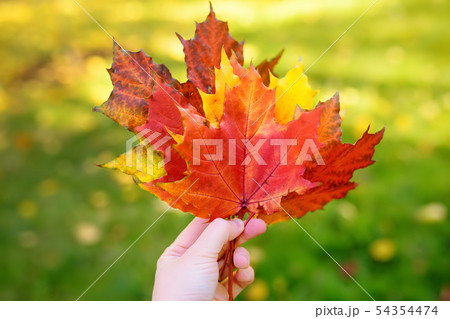 Girl holding hand several red and yellow maple 54354474
