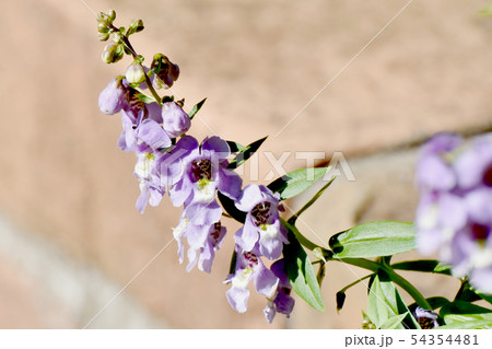 三鷹中原に咲く淡い紫色のアンゲロニア 54354481