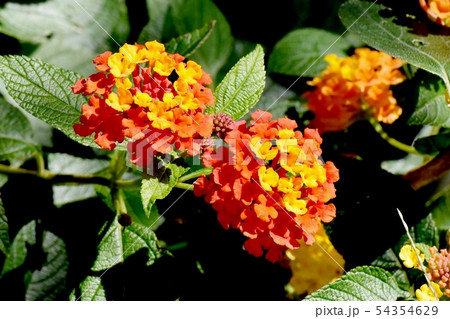 三鷹中原に咲くオレンジ色のランタナ（シチヘンゲ） 54354629