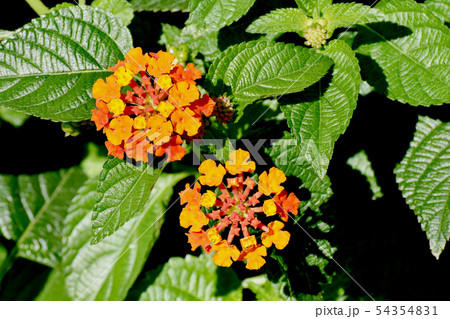 三鷹中原に咲くオレンジ色のランタナ（シチヘンゲ） 54354831