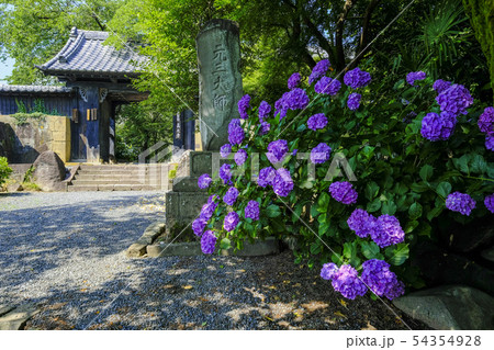 紫陽花咲く参道 54354928