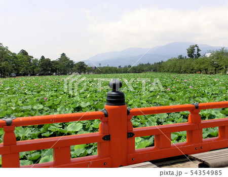 高田公園の西堀橋と蓮 54354985