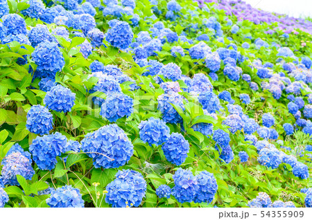 秋常山古墳（能美古墳群）の紫陽花／6月撮影／石川県能美市 54355909