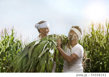 Two farmers working in agriculture farm 54356141