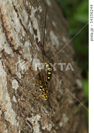 生き物 昆虫 オオホシオナガバチ、長ーい尻尾は産卵管。当然メスにしかありません 生き物 昆虫 オオホシオナガバチ、長ーい尻尾は産卵管。当然メスにしかありません 54356244