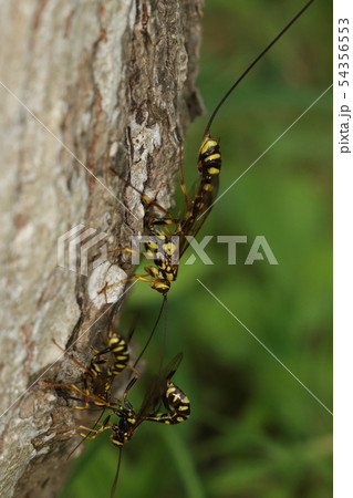 生き物　昆虫　オオホシオナガバチ、産卵場所探し。大きな枯木ですが良い場所は競争率が高そうです 54356553