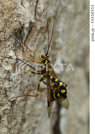 生き物　昆虫　オオホシオナガバチ、キバチ類の天敵。キバチは害虫とされているのでこちらは正義の味方？ 54356555