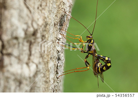 生き物 昆虫 オオホシオナガバチ、警告色の大きな体ですが刺すことはできません。そっと見守ってください 生き物 昆虫 オオホシオナガバチ、警告色の大きな体ですが刺すことはできません。そっと見守ってください 54356557
