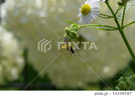 ササグモ 54356587
