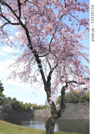 桜 さくら ベニシダレ 皇居 54356756
