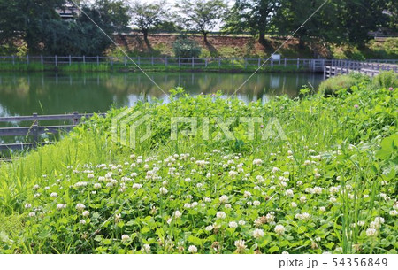 風景 初夏 野原 池 橋 シロツメクサ 公園 杤木 風景 初夏 野原 池 橋 シロツメクサ 公園 杤木 54356849