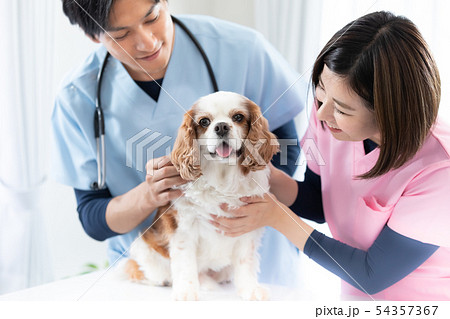 獣医さん 54357367