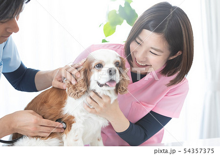 獣医さん 獣医さん 54357375