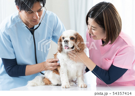 獣医さん 獣医さん 54357414