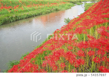湖国の彼岸花 54357697