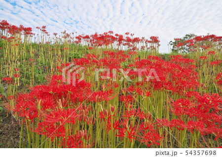 湖国の彼岸花 54357698