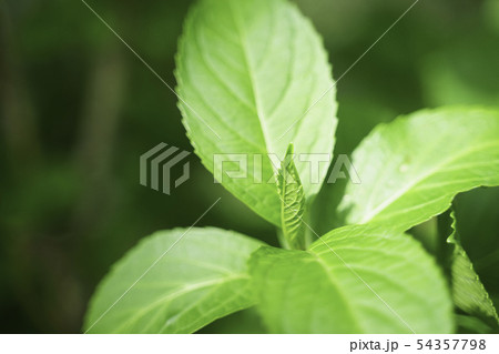 紫陽花 新芽の写真素材