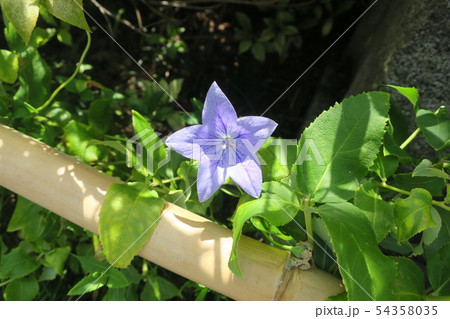 ききょうの花 京都 晴明神社 ききょうの花 京都 晴明神社 54358035