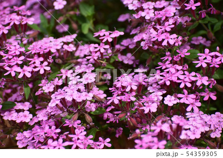 小さい花のサポナリア 小さい花のサポナリア 54359305
