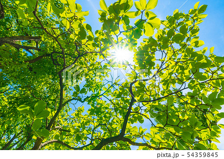 日本の植物風景 新緑と太陽(エコロジー、高潔な心、自然への愛などのイメージ) 日本の植物風景 新緑と太陽(エコロジー、高潔な心、自然への愛などのイメージ) 54359845
