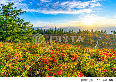 甘利山からの朝焼けとレンゲツツジ 山梨県 の写真素材