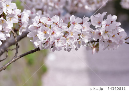 哲学の道　関雪桜 54360811