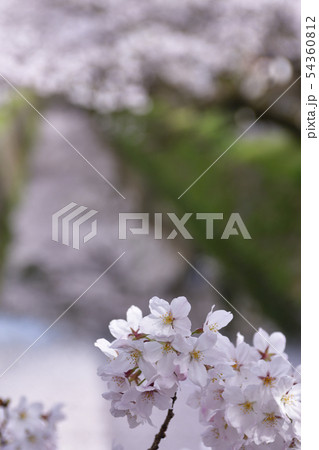 哲学の道 関雪桜 哲学の道 関雪桜 54360812
