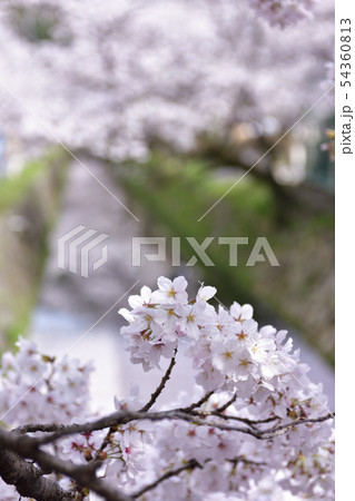 哲学の道　関雪桜 54360813