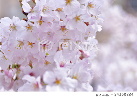 哲学の道　関雪桜 54360834