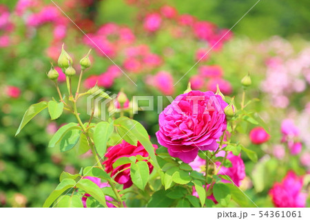 赤色のバラ 54361061