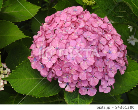 あじさいの花。。 あじさいの花。。 54361280