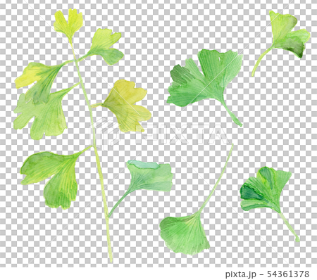 Ginkgo biloba Ginkgo Ginkgo biloba Ginkgo 54361378