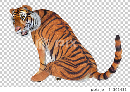 ジャングルの王者 虎のイラスト素材