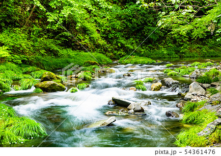 東京 秋川渓谷 養沢川の清流 54361476