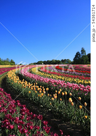 ちゅーりっぷ9596 ちゅーりっぷ9596 54361714