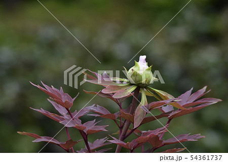 本満寺　牡丹 54361737