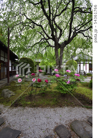 本満寺 牡丹 本満寺 牡丹 54361766