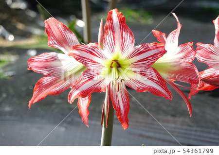 アイリス 54361799