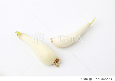 生のらっきょう 白背景 54362273