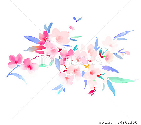 透明水彩 水彩画 花 54362360