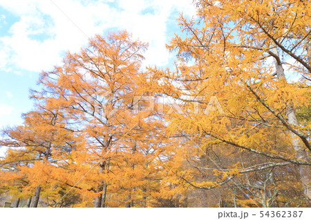黄葉の唐松 黄葉の唐松 54362387