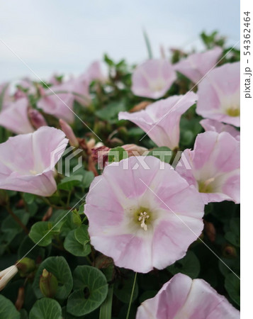 夕暮れ時　砂浜に咲くハマヒルガオ 54362464