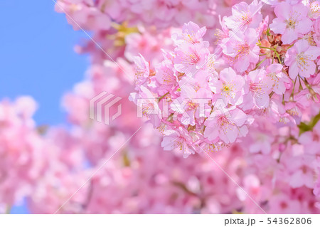 桜の開花イメージ 桜の開花イメージ 54362806